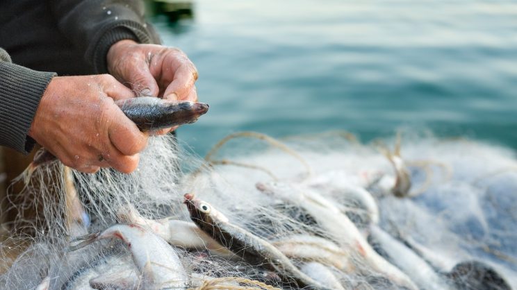 Options for sustainable Welsh fisheries and fishing stocks management post-devolution